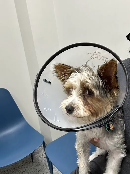 Neighborhood Veterinary Centers - Nederland Picture 7