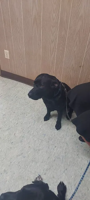 Rutty Animal Clinic Picture 1