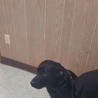 Rutty Animal Clinic ico