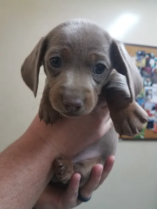 Rutty Animal Clinic Picture 3