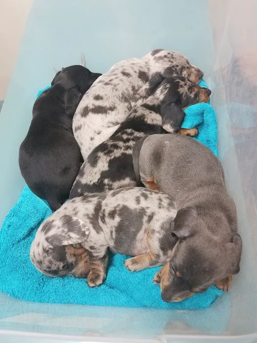 Rutty Animal Clinic Picture 2