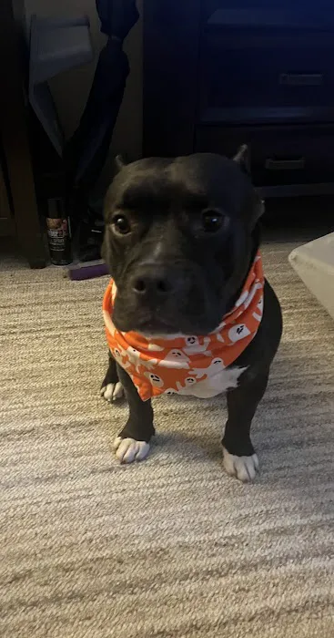 Rutty Animal Clinic Picture 9