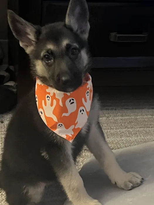 Rutty Animal Clinic Picture 7