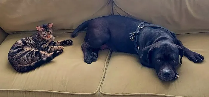 Rutty Animal Clinic Picture 8