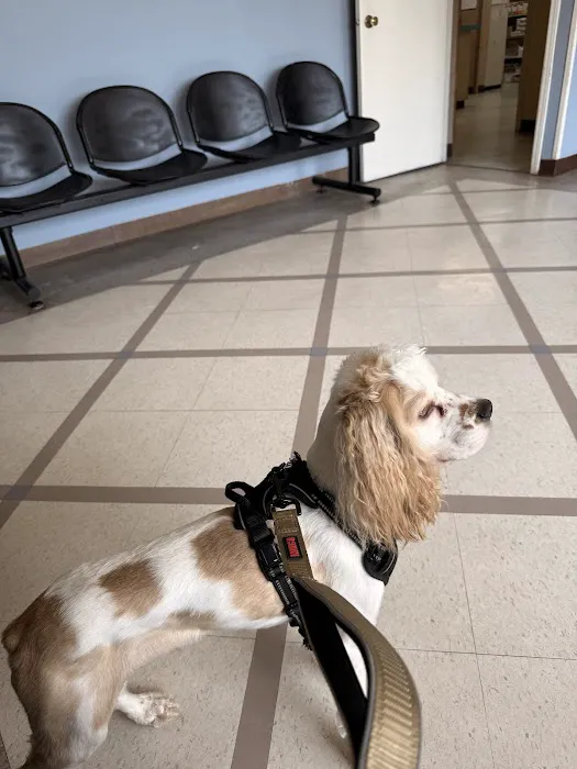 Rutty Animal Clinic Picture 5