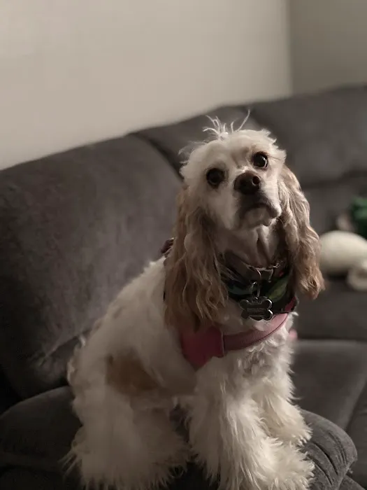 Rutty Animal Clinic Picture 4