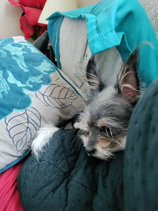 Rutty Animal Clinic Picture 10