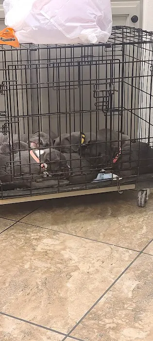 Twin City Veterinary Clinic Picture 2