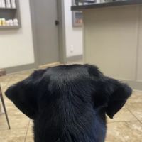 Twin City Veterinary Clinic ico