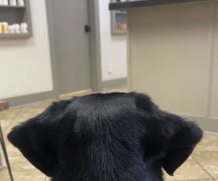 Twin City Veterinary Clinic