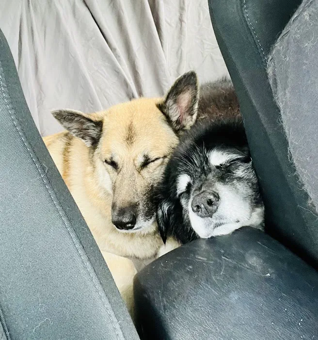 Twin City Veterinary Clinic Picture 7