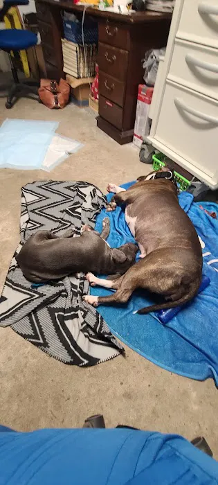 Twin City Veterinary Clinic Picture 9