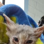 McGowan Veterinary Hospital