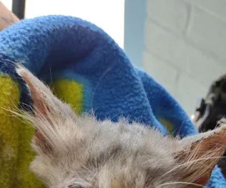 McGowan Veterinary Hospital