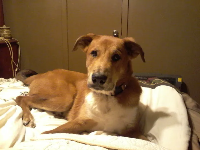 McGowan Veterinary Hospital Picture 3