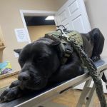 Eastex Veterinary Clinic