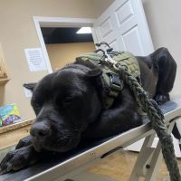 Eastex Veterinary Clinic ico