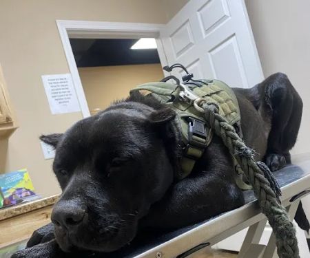 Eastex Veterinary Clinic