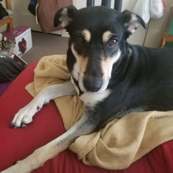 Billy Crenshaw DVM Picture 2