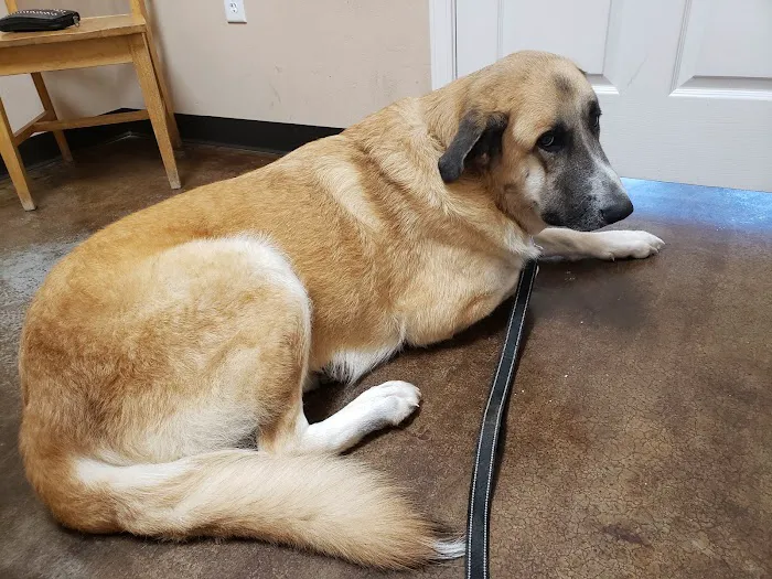 Billy Crenshaw DVM Picture 6