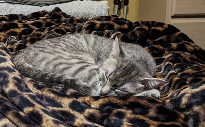 Billy Crenshaw DVM Picture 5