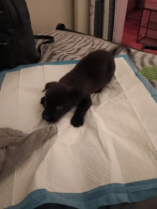 Billy Crenshaw DVM Picture 3