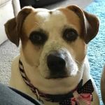 Bark & Purr Veterinary Clinic