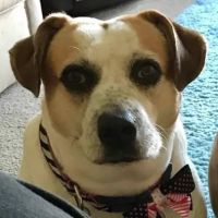 Bark & Purr Veterinary Clinic ico