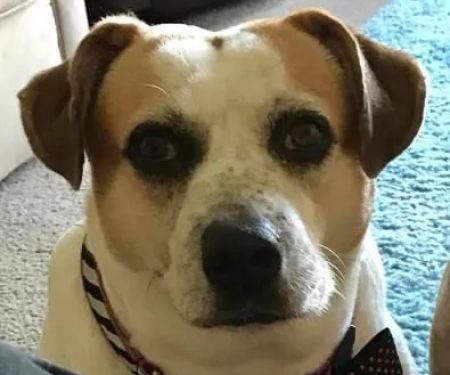 Bark & Purr Veterinary Clinic