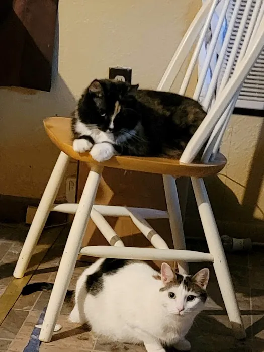 Countryside Veterinary Clinic Picture 3