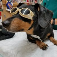 Countryside Veterinary Clinic ico