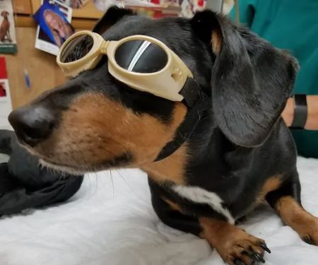 Countryside Veterinary Clinic