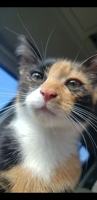 Countryside Veterinary Clinic Picture 2