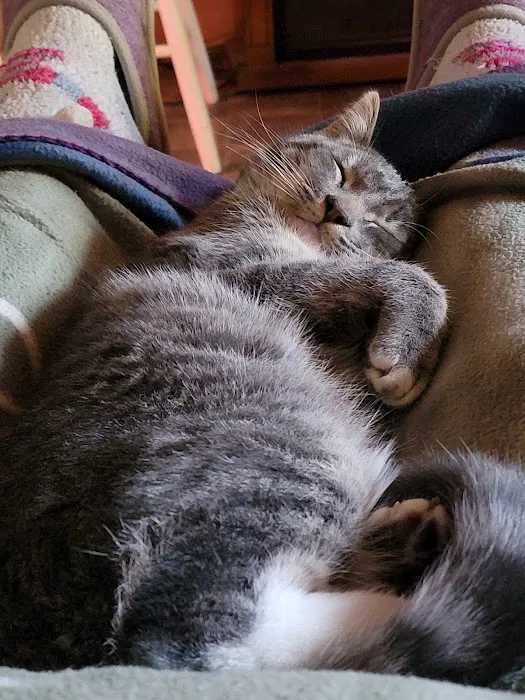 Countryside Veterinary Clinic Picture 7