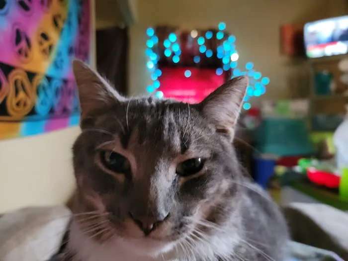 Countryside Veterinary Clinic Picture 5