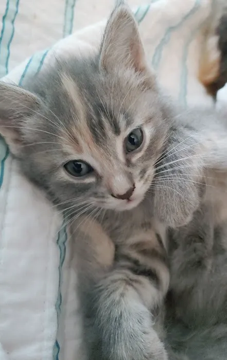 Main Street Veterinary Clinic Picture 2