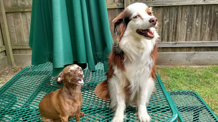 Main Street Veterinary Clinic Picture 1