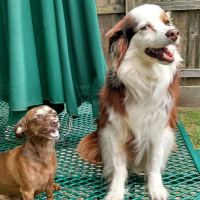 Main Street Veterinary Clinic ico