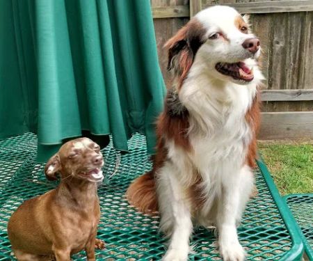 Main Street Veterinary Clinic