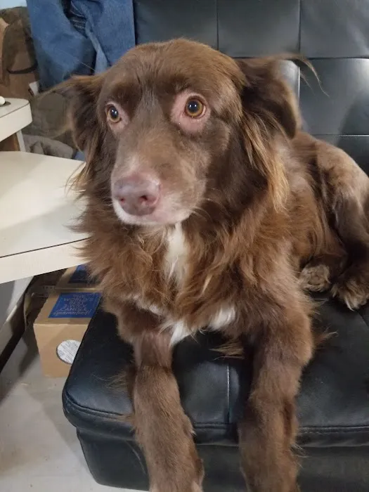 Main Street Veterinary Clinic Picture 3