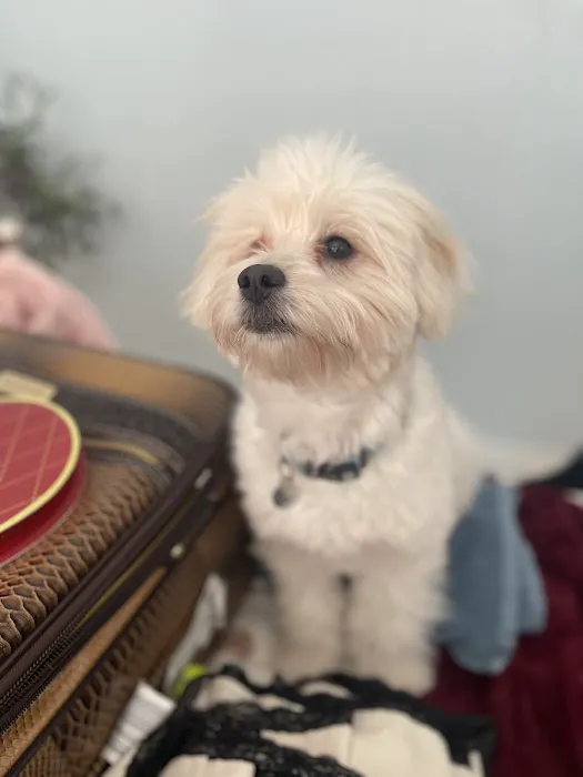 Main Street Veterinary Clinic Picture 4