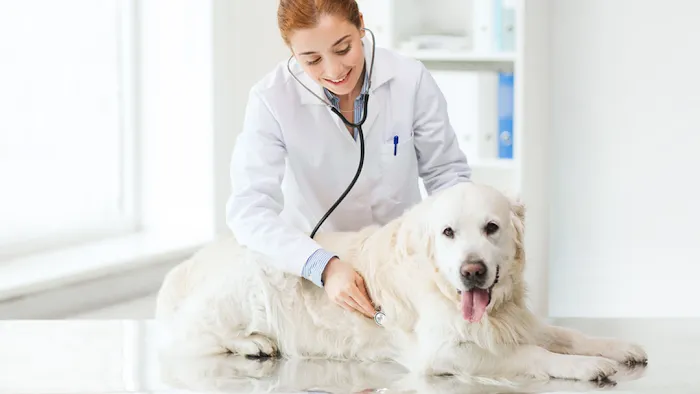 Main Street Veterinary Clinic Picture 10