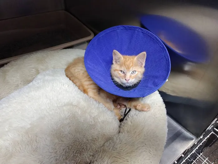 Main Street Veterinary Clinic Picture 9