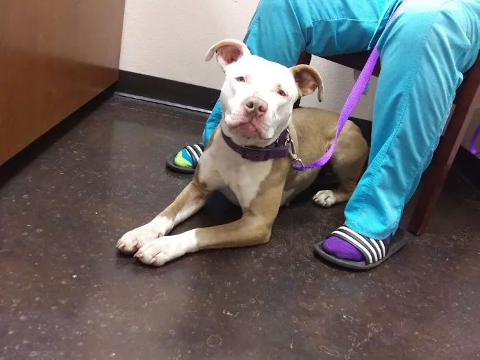 Main Street Veterinary Clinic Picture 8