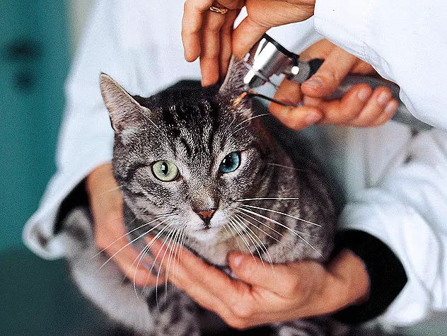The Cat Doctor Picture 1
