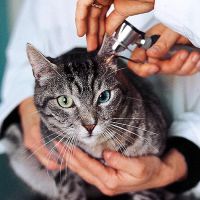 The Cat Doctor ico