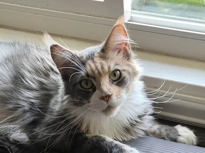 The Cat Doctor Picture 2