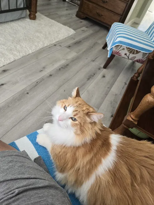 The Cat Doctor Picture 4