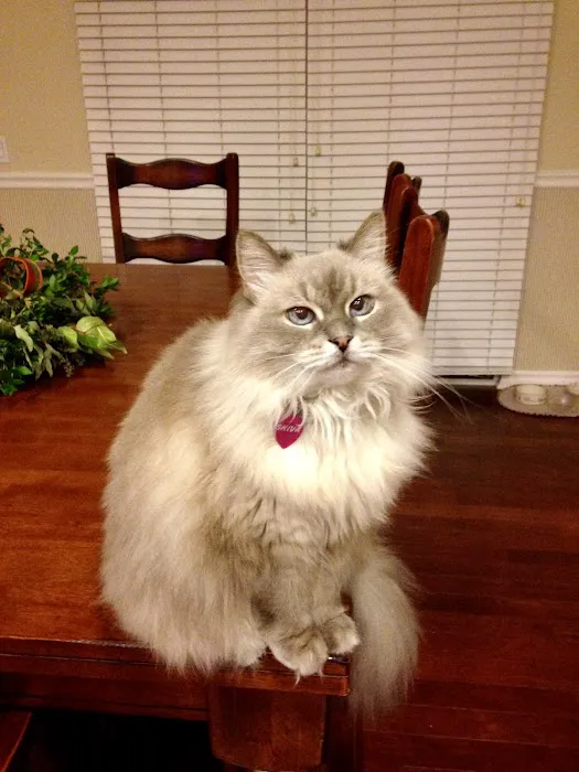 The Cat Doctor Picture 5