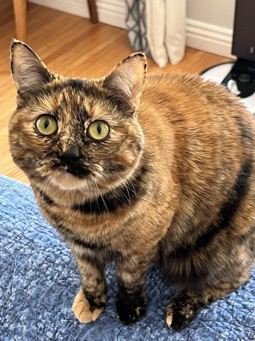 The Cat Doctor Picture 6